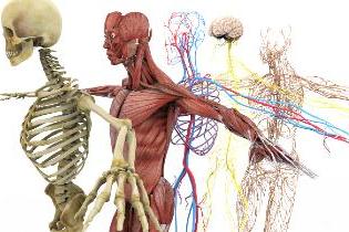 人体骨骼，肌肉和神经系统的解剖正确的描绘.