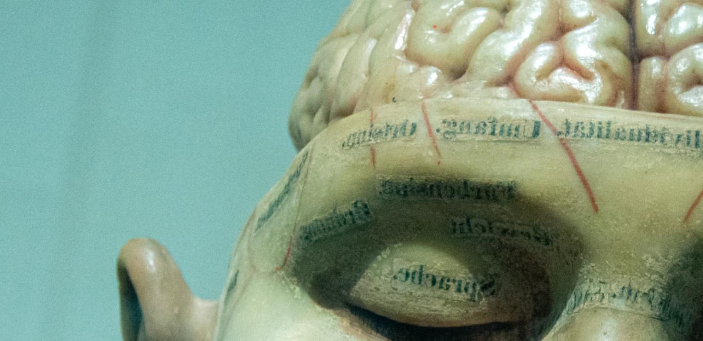 A sculpture of a head with the top half of the brain revealed.